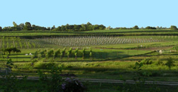 The Vineyard